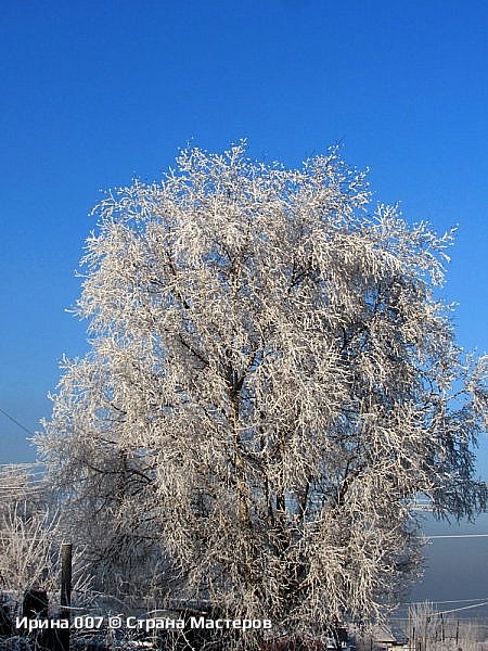 Январские фотозарисовки, 2025 г. (фото 15)