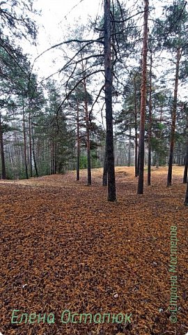 Как же много стало деревьев. (фото 42)