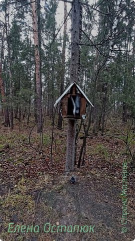 Получилось, что вспугнула (фото 17)