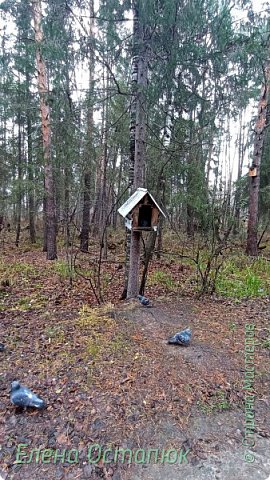 Домик обосновали голуби. (фото 15)