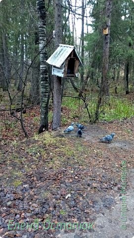 На одной сосне такой домик - кормушка для птиц. На другой сосне - скворечник. (фото 14)