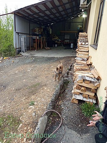 Будущий сторож. Уже сейчас видна мощь (фото 66)