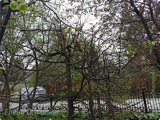 И снова белочка (фото 9)