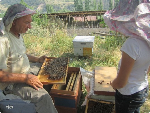 В них рамки стоят вдоль улья. На заднем плане маленький улей - нуклеус. Это специальный улей для облёта молодых неплодных маток. Мой дедушка сам выводит маток. (фото 7)