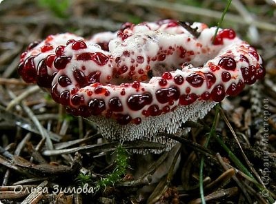 Еще один необычный гриб Гидне?ллум Пе?ка (Hydnellum peckii), с виду кажется, что этот гриб кровоточит. (фото 9)