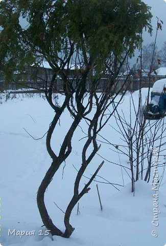 Мы долго думали, как выполнить светильник, искали подходящие материалы, а потом неожиданно нашли интересную ветку можжевельника, очистили от коры и обработали наждачной бумагой. Ветка затейливой формы с терпким ароматом- это то, что надо. Закипела работа. (фото 2)