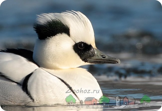 Фото-вдохновитель взято с сайта Zoohoz.ru, автора фото найти не смогла. Спасибо Ирочке Голубке за подсказку. Автор фото Ромас Повилайтис. (фото 2)