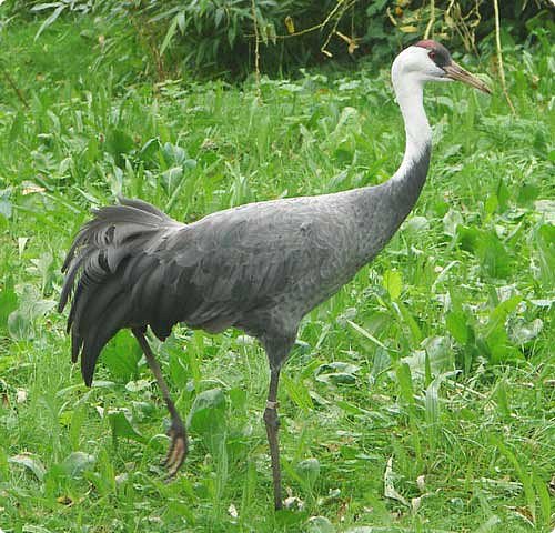 А это - оригинал. Взрослая особь черного журавля. Ссылка на фото:   http://www.tepid.ru/hooded-crane.html Там же можно посмотреть и на детенышей. (фото 3)