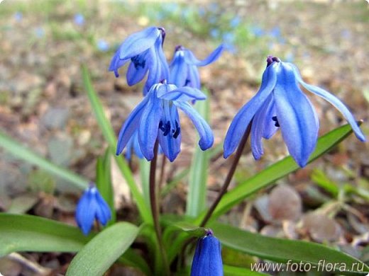 Foto –flora.ru
Первые   весенние цветы, которые пробиваются сквозь снега и морозы, чтобы дарить радость и веру в наступление тёплых солнечных дней. Они первыми оживают после зимы. Им не страшны   ни снег, ни морозы.  Подснежники достигают высоты почти 20-25 см. Многолетние луковичные растения, начинают распускаться в начале апреля.  Любят полутень. Лучший способ любоваться этими милыми нежными созданиями на природе, в естественных условиях. Они ведь так прекрасны! (фото 2)