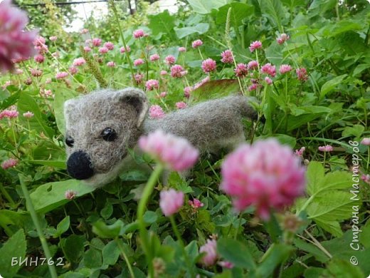 К сожалению, разрастание людских городов и охота на горностая привело к тому, что популяция этого вида пушного зверя – сокращается. Сегодня, из-за своего ценного меха этому виду грозит опасность, из-за чего общественности пришлось озаботиться его защитой. И поэтому горностай занесен в красную книгу.
 (фото 6)