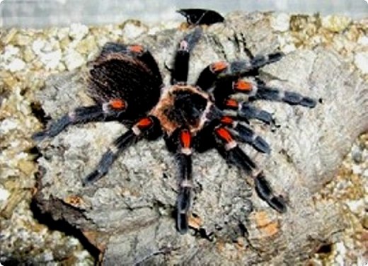 Взрослый красноколенный паук (brachypelma smithi) имеет тёмный цвет тела с красно-оранжевыми пятнами на суставах ног, после линьки, цвета становятся ярче, более выражены. Самка и самец сходны по внешнему виду, поэтому различить их практически невозможно, хотя самцы имеют несколько меньшую массу тела и более длинные ноги. Этот вид пауков растет очень медленно и зрелыми они становятся тоже сравнительно поздно.
Как и большинство видов тарантулов, эти пауки ядовиты, но для человека не считаются слишком опасными, хотя если есть аллергия, то это может спровоцировать и усилить реакцию на любой укус. 
В природе пауки-птицееды роют глубокие норы в почве, чтобы держать оборону от хищников и устраивать засаду на проходящую добычу. Самки проводят большую часть своей жизни в норах. Норы, как правило, расположены недалеко от растительности и состоят из одного входа с туннелем, ведущим к одной или двум камерам. Вход только немного больше размера самого паука. Туннель обычно ведёт к камере, которая является достаточно большой для паука, чтобы безопасно пережить в ней процесс линьки. Дальше в норе, через короткий туннель, попадаешь в большую камеру, где паук спокойно съедает свою добычу. Когда тарантул в норе и занят, например, линькой или откладкой яиц, вход в нору запечатывается паутиной, почвой и листьями.
Их естественная среда обитания находится в лиственных тропических лесах в холмистой юго-западной Мексике. В 1985 году этот вид пауков был занесён в Красную книгу. Численность их сократилась за счёт отлова и экспорта их на продажу для домашнего содержания. 
Источник информации: сайт Zverushca (Мир домашних любимцев). Фото оттуда же, автор не указан. (фото 2)