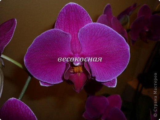 Новая жизнь и новые открытки + немного фото орхидей (фото 15)