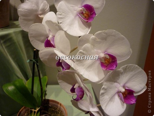 Новая жизнь и новые открытки + немного фото орхидей (фото 16)