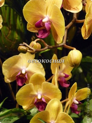 Новая жизнь и новые открытки + немного фото орхидей (фото 18)