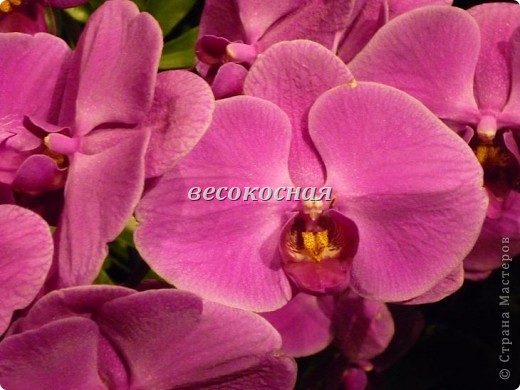 Новая жизнь и новые открытки + немного фото орхидей (фото 20)