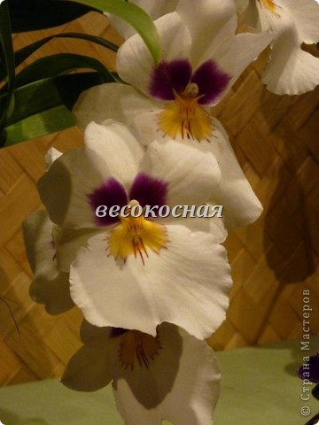 Новая жизнь и новые открытки + немного фото орхидей (фото 21)