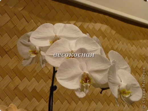 Новая жизнь и новые открытки + немного фото орхидей (фото 22)