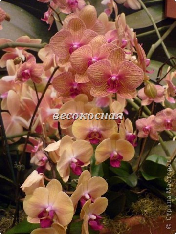 Новая жизнь и новые открытки + немного фото орхидей (фото 23)