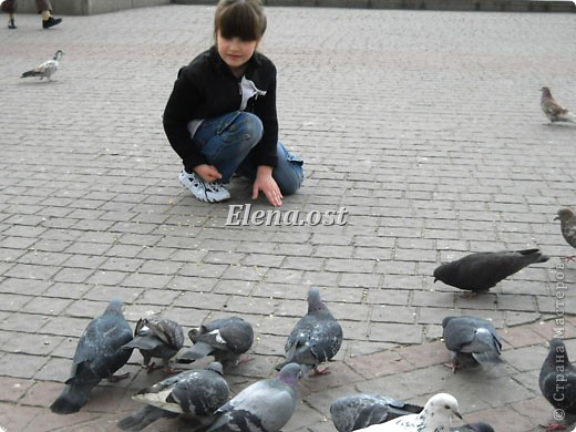 Нет, близко не подходят. Так мы кормили голубей с Вероникой в 2011 году. (фото 6)