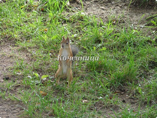 Что-нибудь осталось? (фото 5)