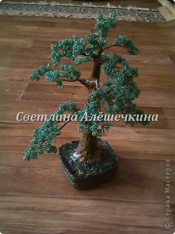сосна №2 (фото 4)