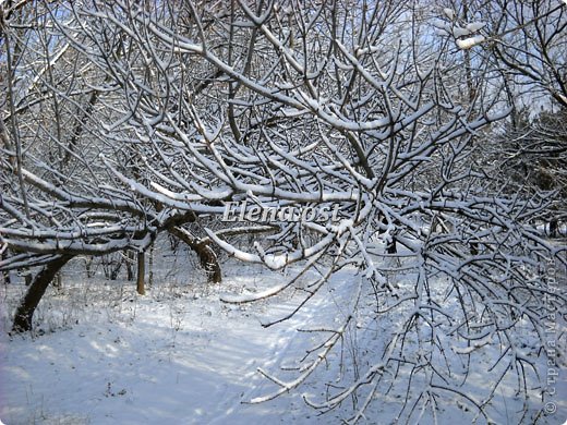 Снег на ветвях - красота! (фото 11)