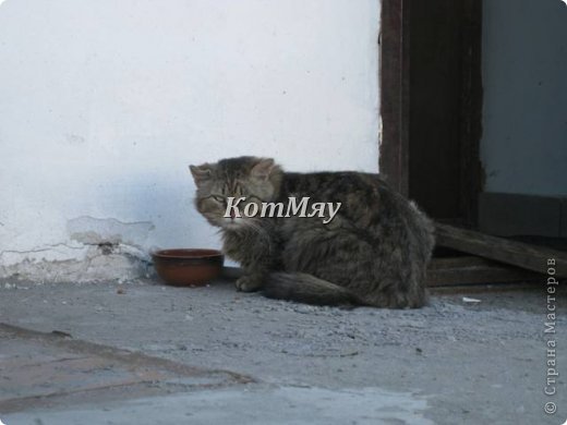 Брелочки-магнитики (кошки-пёсы), пасхальный кролик и фотографии живой природы (фото 16)