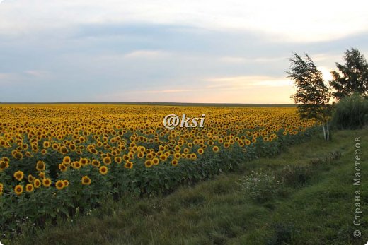 А вот такое поле подсолнухов мы встретили край дорог Киевской области. (фото 11)