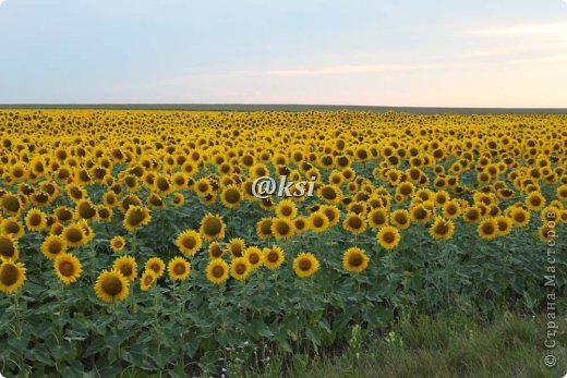 Не могли не остановиться, чтобы не сфотографировать всю эту красоту! (фото 12)