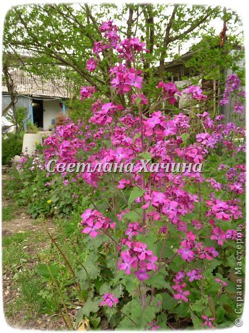 Роза из органзы. Мои зарисовки или пост для Марины. (фото 30)